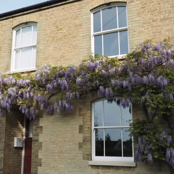 ultimate rose sash windows and wisteria